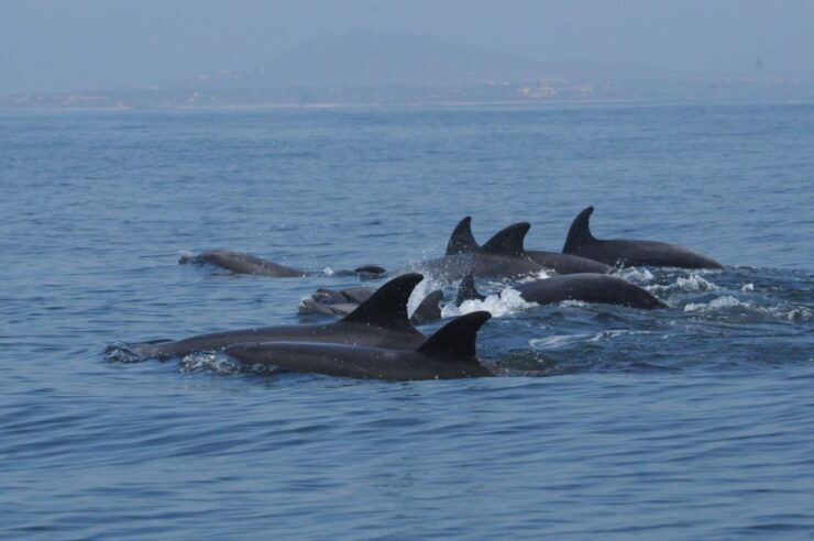 Puerto Vallarta: Dolphin Watching Cruise With a Biologist - Activity Information