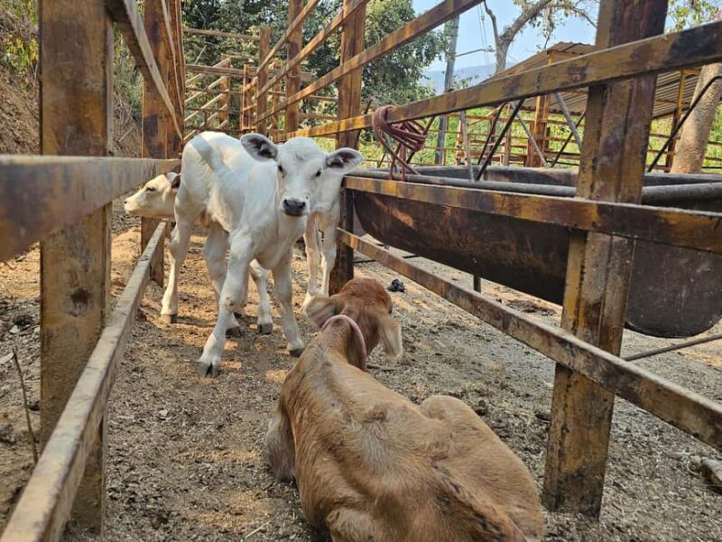 Puerto Vallarta: Hands-on Farm Experience from Cow to Cheese - Who Will Love This Tour?