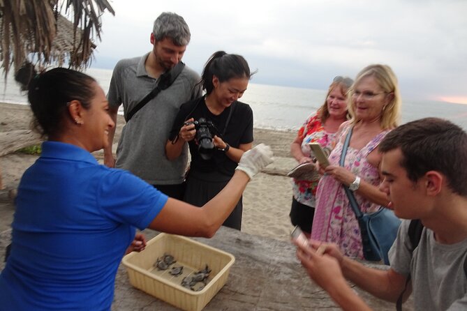 Puerto Vallarta: Help Release Baby Sea Turtles - Details of the Sea Turtle Camp