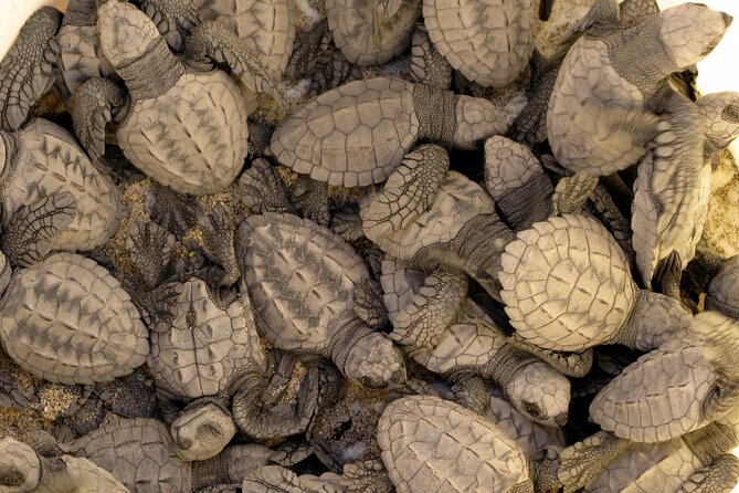 Puerto Vallarta: Help Release Baby Sea Turtles - Benefits and Highlights of the Turtle Release Tour