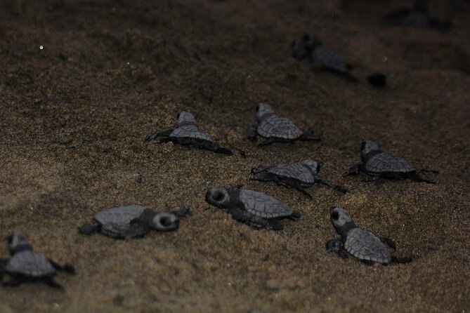 Puerto Vallarta: Help Release Baby Sea Turtles - Tips, Reviews, and Practical Information