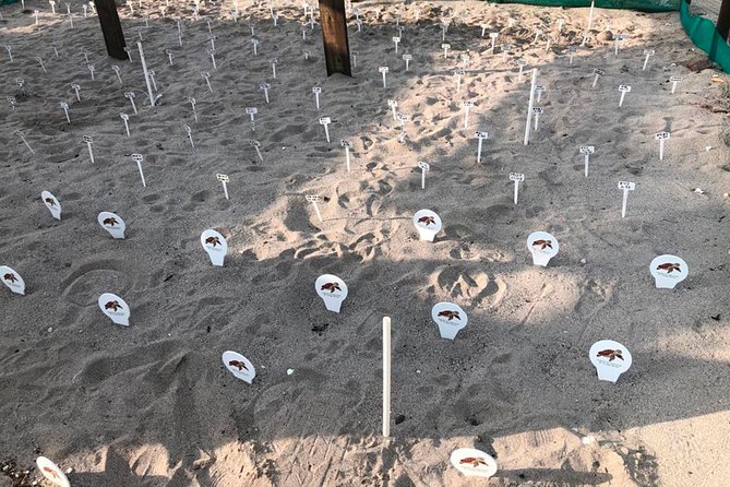 Puerto Vallarta: Help Release Baby Sea Turtles - Tour Information and Booking Details