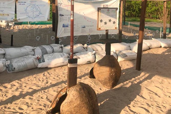 Puerto Vallarta: Help Release Baby Sea Turtles - Availability and Pricing Information