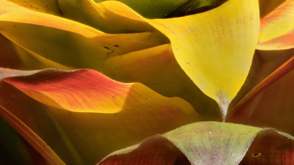 Puerto Vallarta: Hiking and Entrance to the Botanical Garden - Important Details