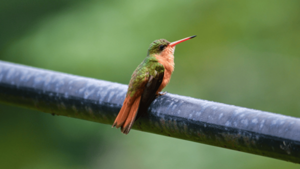 Puerto Vallarta: Hiking and Entrance to the Botanical Garden - Suitability and Restrictions