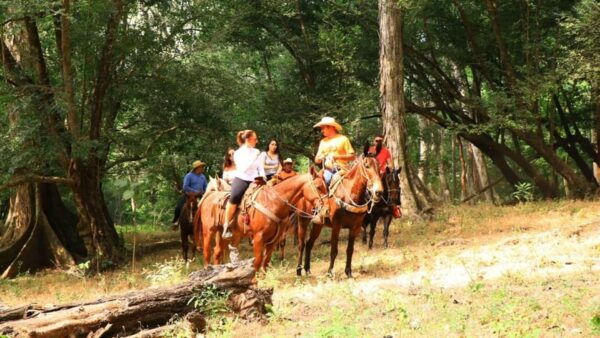 Puerto Vallarta: Horseback Riding Adventure at Canopy River - Jungle Adventure Experiences
