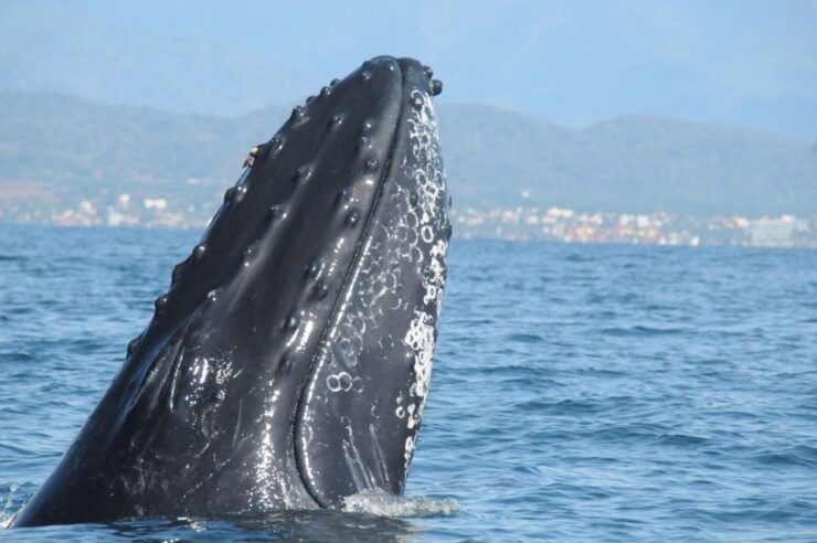 Puerto Vallarta: Humpback Whale Research Adventure Tour - Experience Highlights