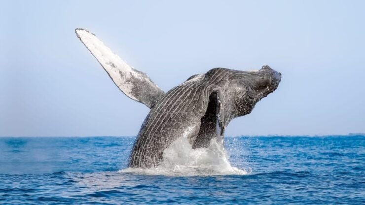 Puerto Vallarta: Humpback Whale Watching  Season - Good To Know