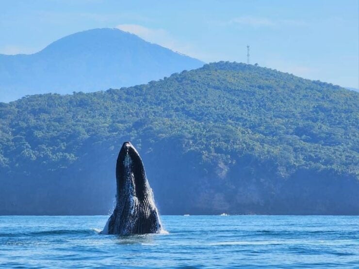 Puerto Vallarta: Humpback Whale Watching  Season - Experience Highlights