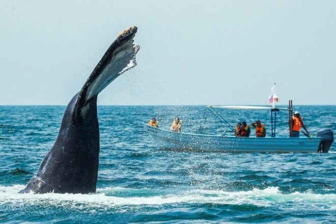 Puerto Vallarta: Humpback Whale Watching  Season - Meeting Point and Directions