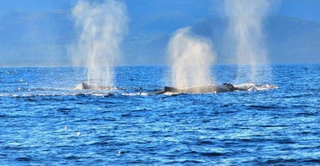 Puerto Vallarta: Humpback Whale Watching  Season - Packing Essentials