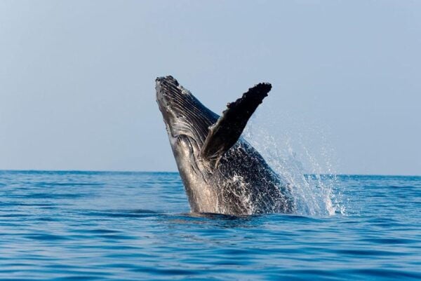 Puerto Vallarta: Humpback Whale Watching  Season - Whale Watching Season