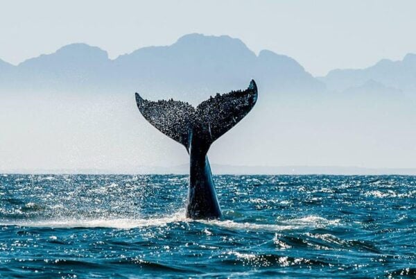 Puerto Vallarta: Humpback Whale Watching  Season - Marine Biologist Expertise