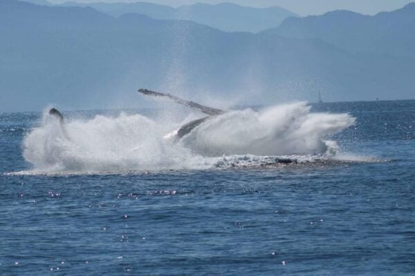 Puerto Vallarta: Humpback Whale Watching  Season - Cancellation and Booking