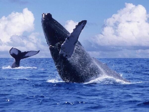 Puerto Vallarta: Humpback Whale Watching  Season - Frequently Asked Questions