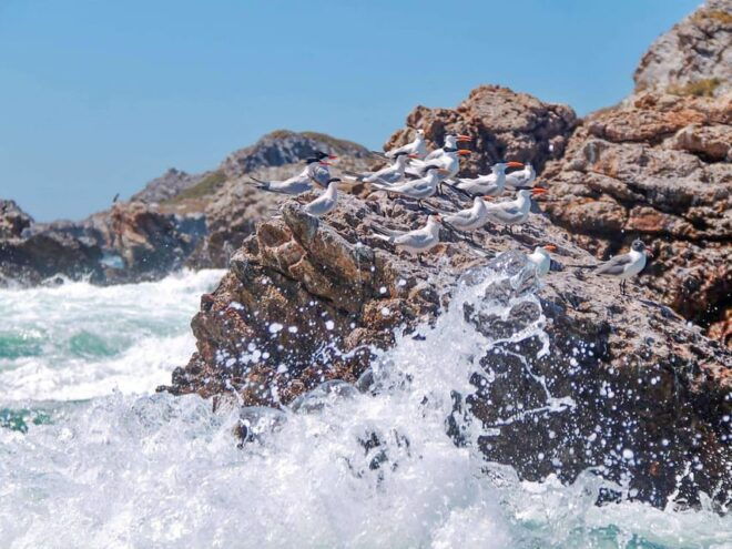 Puerto Vallarta: Isla Marietas Snorkeling, Kayak, Paddle, All Inclusive Meals - Customer Feedback