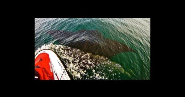 Puerto Vallarta: Jet Ski Safari Tour - Frequently Asked Questions