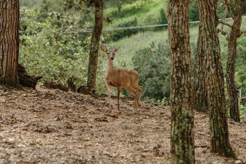 Puerto Vallarta: Jorullo Paradise Hiking Adventure - An Overview of the Tour Experience