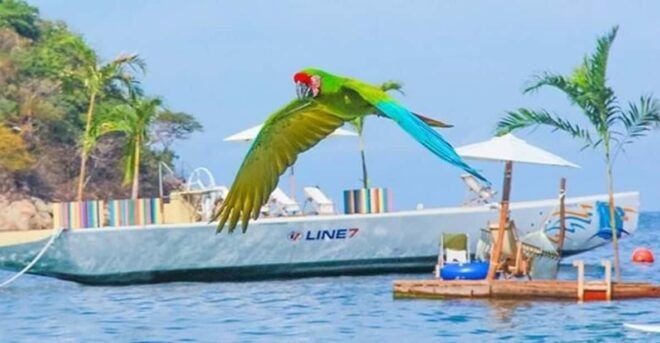 Puerto Vallarta: Las Caletas Beach Hideaway - Dining and Refreshments