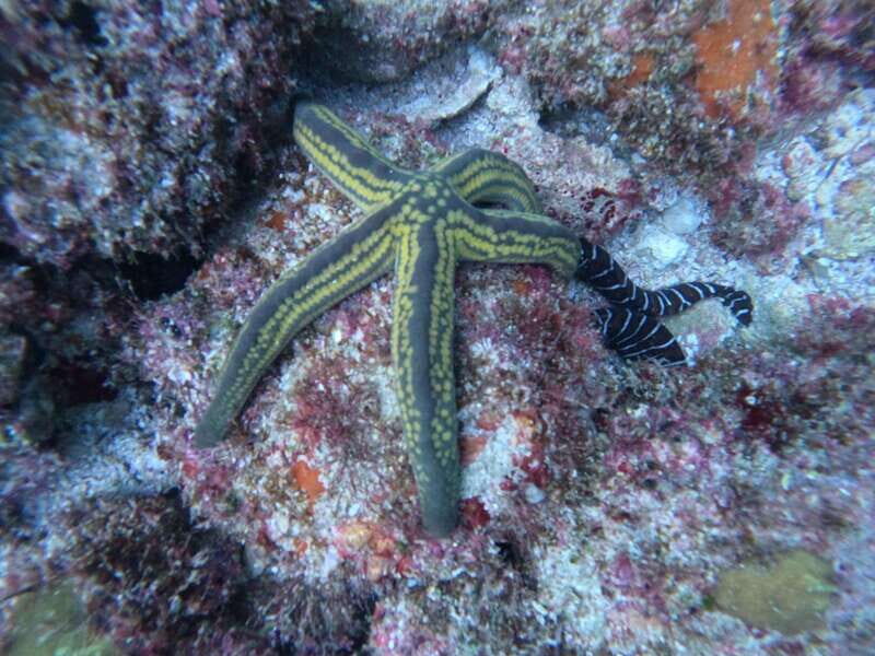 Puerto Vallarta: Los Arcos de Mismaloya, diving for beginners. - The experience step-by-step