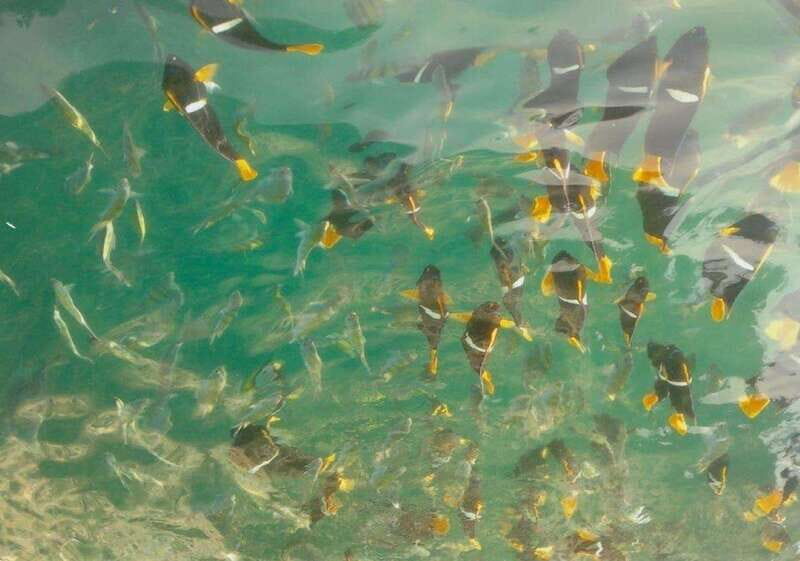 Puerto Vallarta: Los Arcos Snorkeling Tour - Final Thoughts: Does It Suit You?