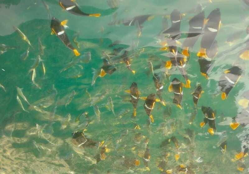 Puerto Vallarta: Los Arcos Snorkeling Tour - FAQs