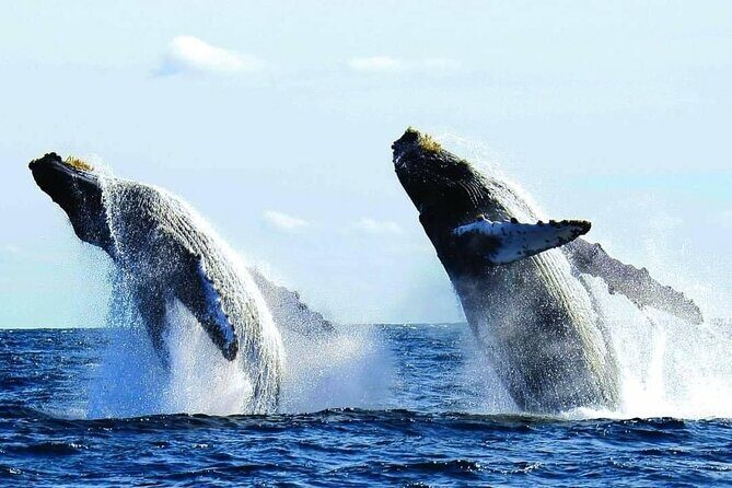 Puerto Vallarta: Luxury Whale Watching Aboard Private Yacht - Good To Know