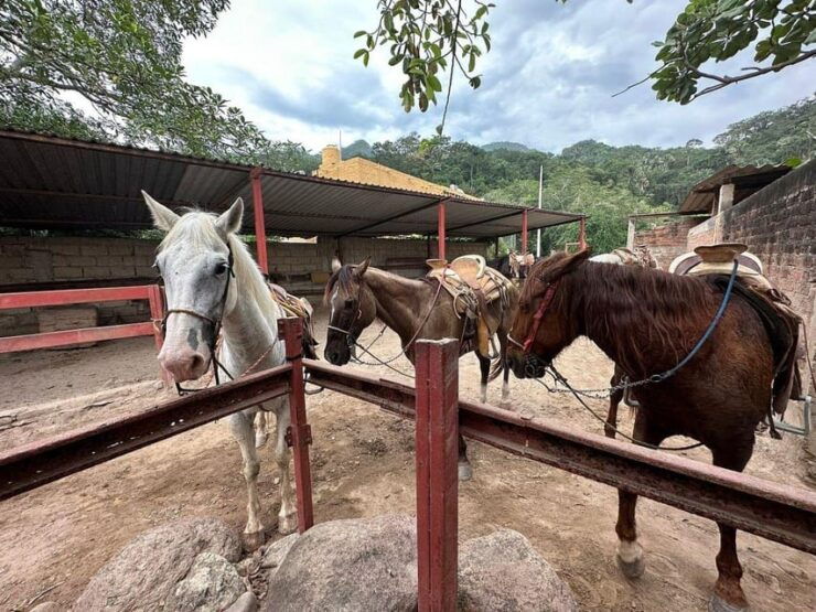 Puerto Vallarta: Mountain Waterfall Horseback Riding Tour - Good To Know