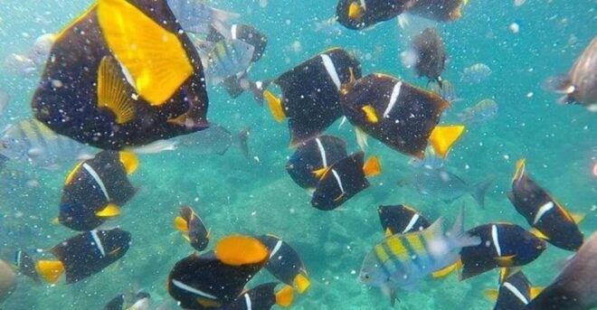 Puerto Vallarta: Pirate Ship Adventure and More Activities - Experience Highlights
