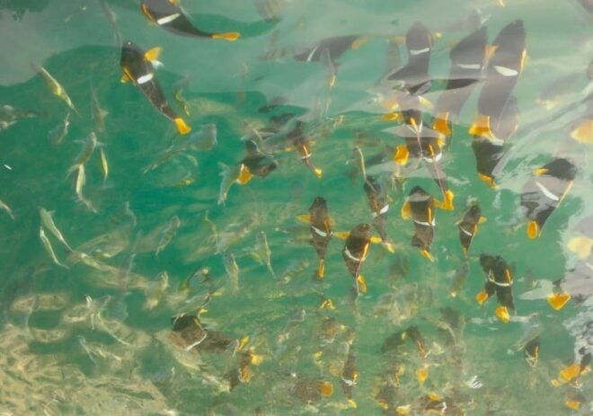 Puerto Vallarta: Private Tour Los Arcos Snorkeling - Frequently Asked Questions