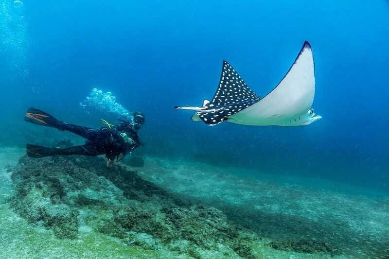 Puerto Vallarta: Scuba Dive in Las Caletas - FAQ