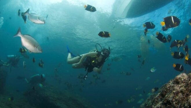 Puerto Vallarta: Scuba Dive in Las Caletas - Dive Location and Environment