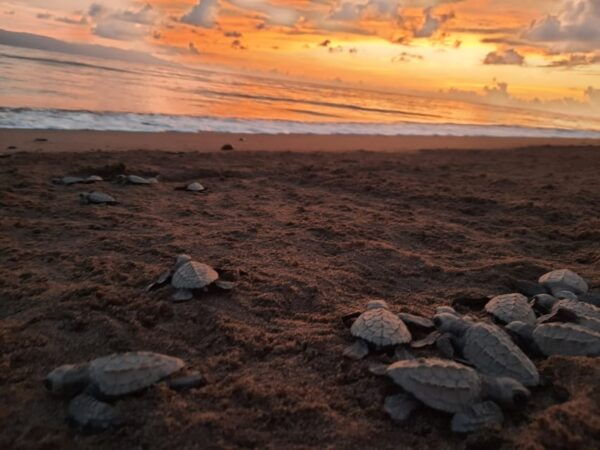 Puerto Vallarta: Sea Turtle Release at Sunset - Restrictions
