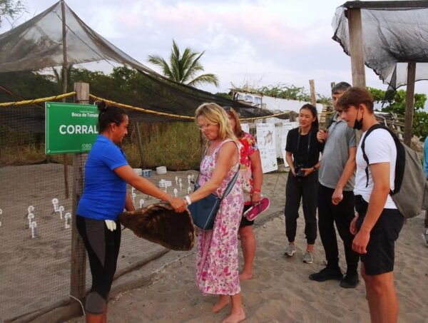 Puerto Vallarta: Sea Turtle Release at Sunset - Important Notes