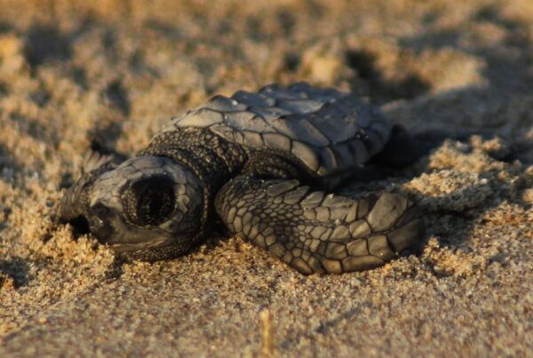 Puerto Vallarta: Sea Turtle Release at Sunset - Frequently Asked Questions
