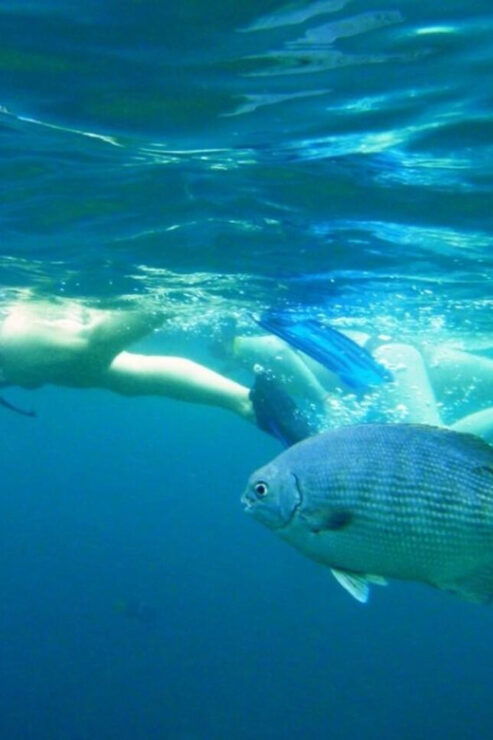 Puerto Vallarta: Snorkeling at Marietas Islands - Marine Life and Exploration