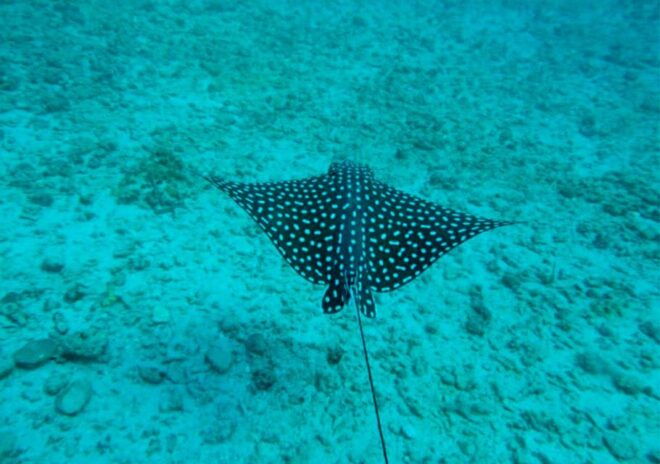 Puerto Vallarta: Snorkeling, Beach, Sailing to Marietas Park - Cancellation and Booking Policy