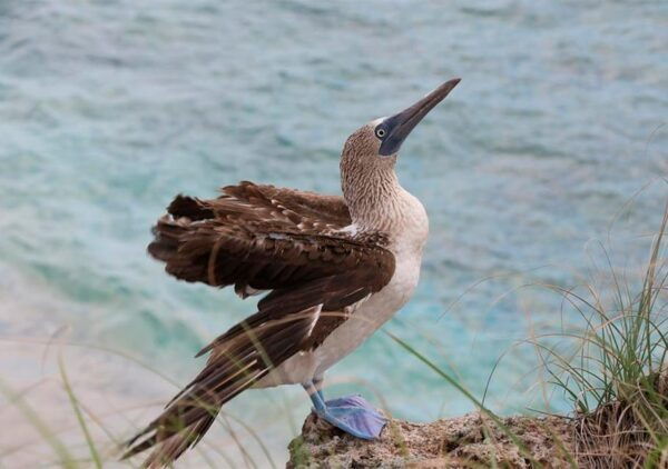 Puerto Vallarta: Snorkeling, Beach, Sailing to Marietas Park - Preparation and Recommended Items