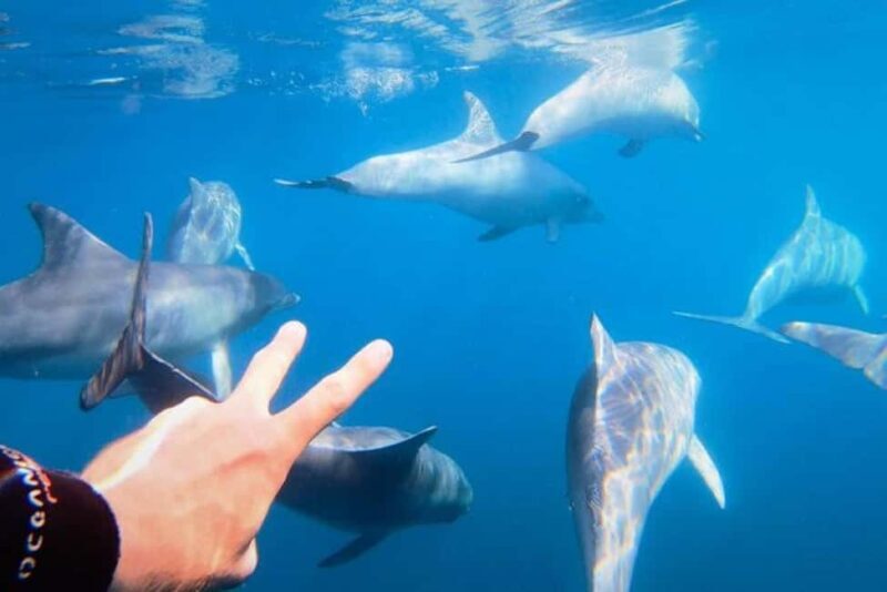 Puerto Vallarta: Swim and Paddle Board with Wild Dolphins - Good To Know