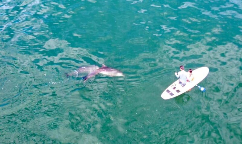 Puerto Vallarta: Swim and Paddle Board with Wild Dolphins - An Authentic Marine Encounter in Puerto Vallarta
