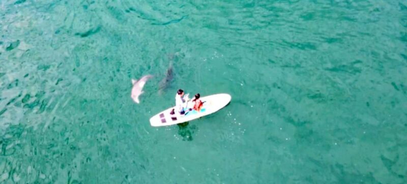 Puerto Vallarta: Swim and Paddle Board with Wild Dolphins - Practical Tips for Travelers