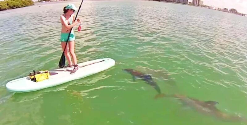 Puerto Vallarta: Swim and Paddle Board with Wild Dolphins - FAQ