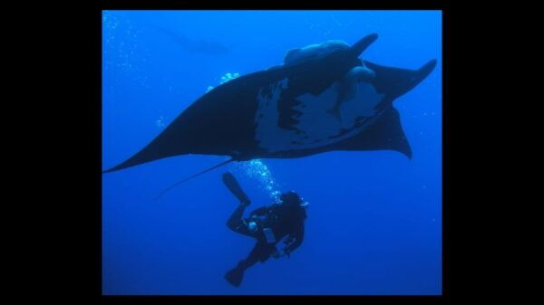 Puerto Vallarta: The Corbeñeta Underwater Exploration - Personalized Attention