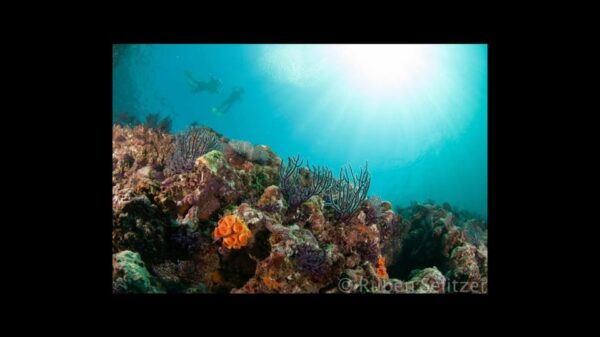 Puerto Vallarta: The Corbeñeta Underwater Exploration - Frequently Asked Questions