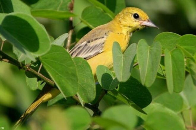 Puerto Vallarta: The Mouth of the Ameca River Birds - Wildlife Observation