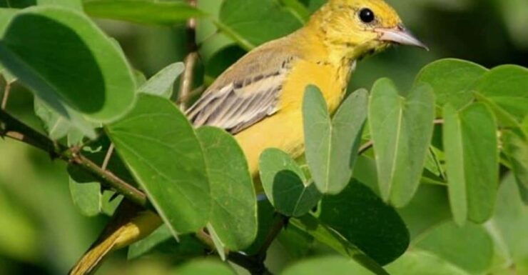 Puerto Vallarta: The Mouth of the Ameca River Birds - Good To Know