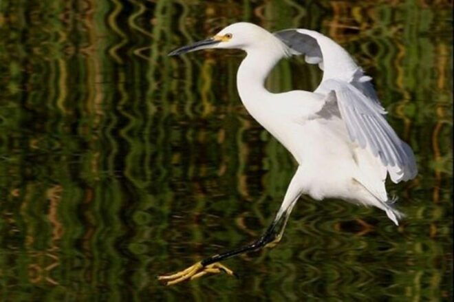 Puerto Vallarta: The Mouth of the Ameca River Birds - Wildlife Observation