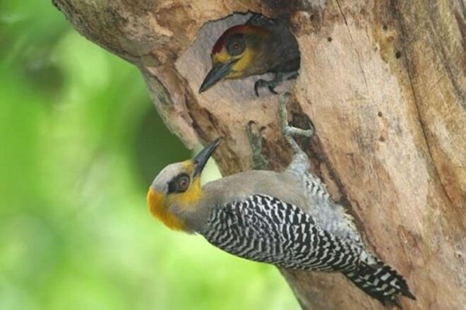 Puerto Vallarta: The Mouth of the Ameca River Birds - Logistics