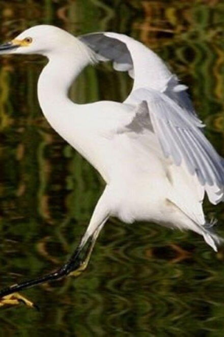Puerto Vallarta: The Mouth of the Ameca River Birds - Getting There