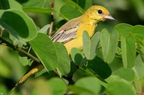 Puerto Vallarta: The Mouth of the Ameca River Birds - What to Bring